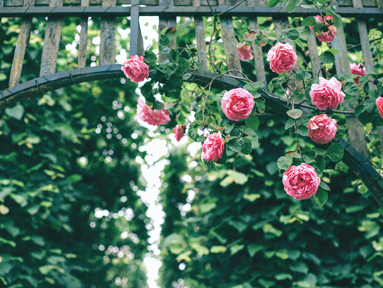 pink flowers hanging over arch