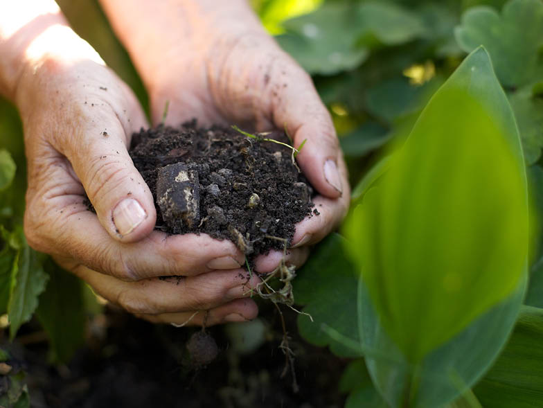 person holding up soil