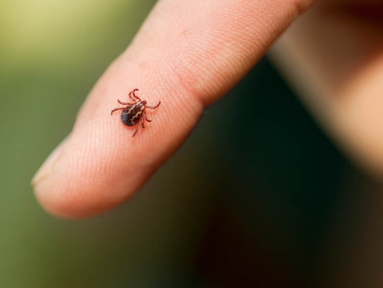 bad-bugs-ticks