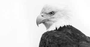 bald-eagle-facts