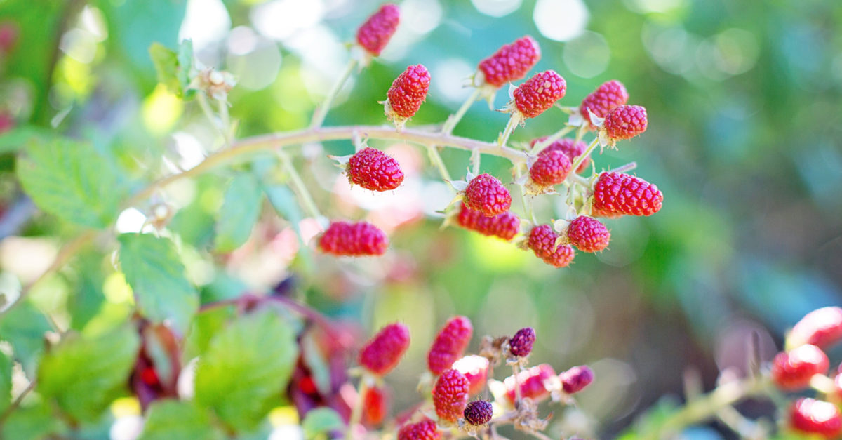 The Best UPick Fruit Farms to Take Your Family to This Summer