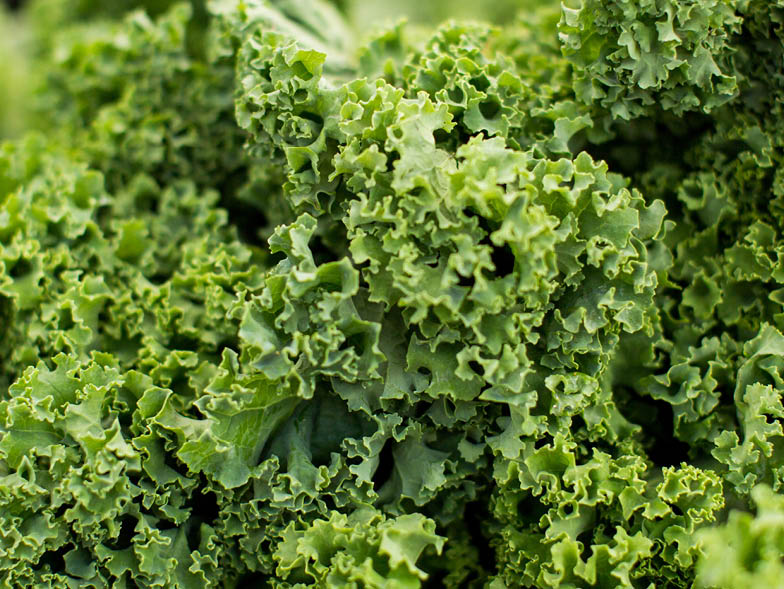 close up of kale