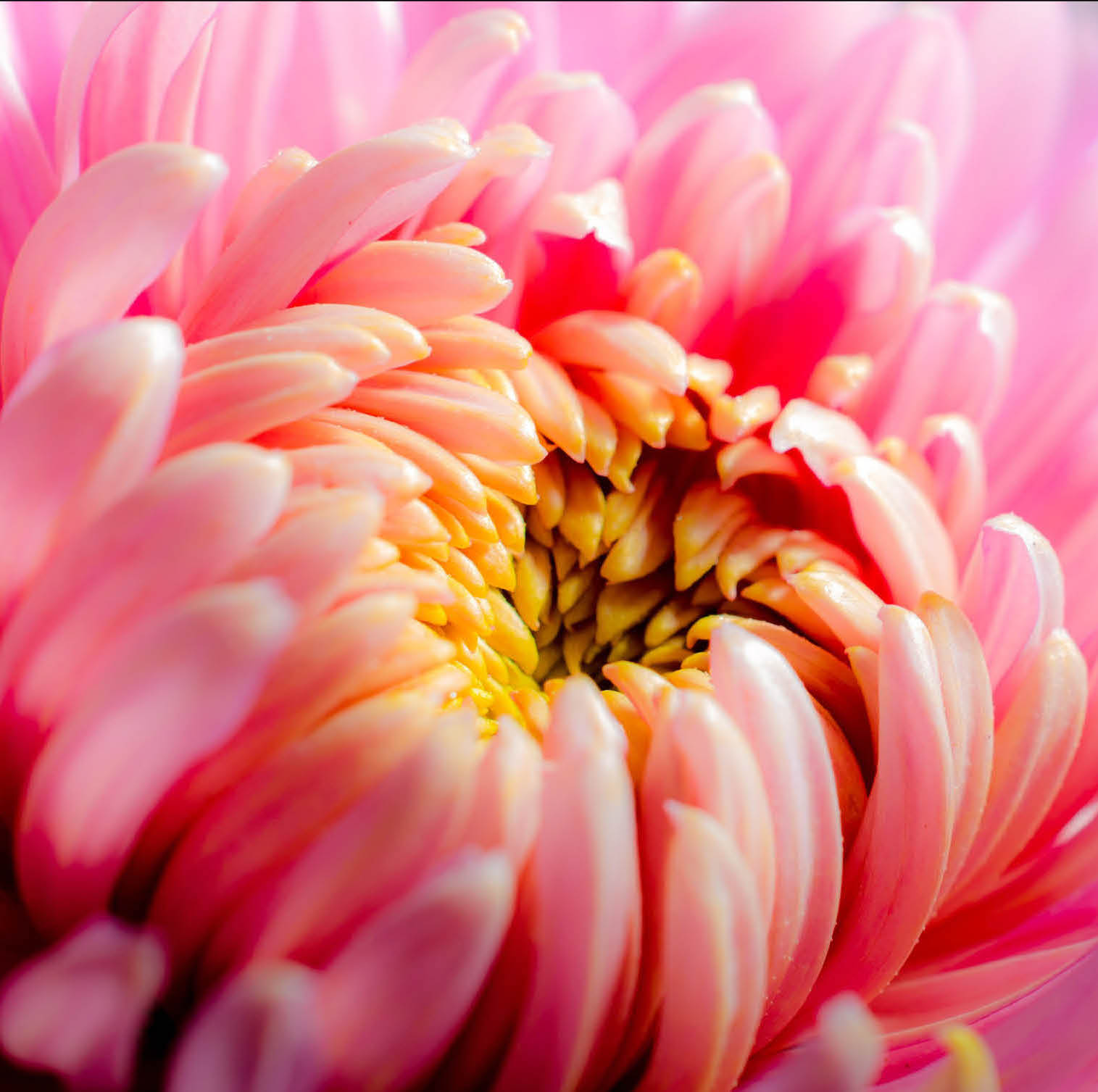 Mums - American Lifestyle Magazine