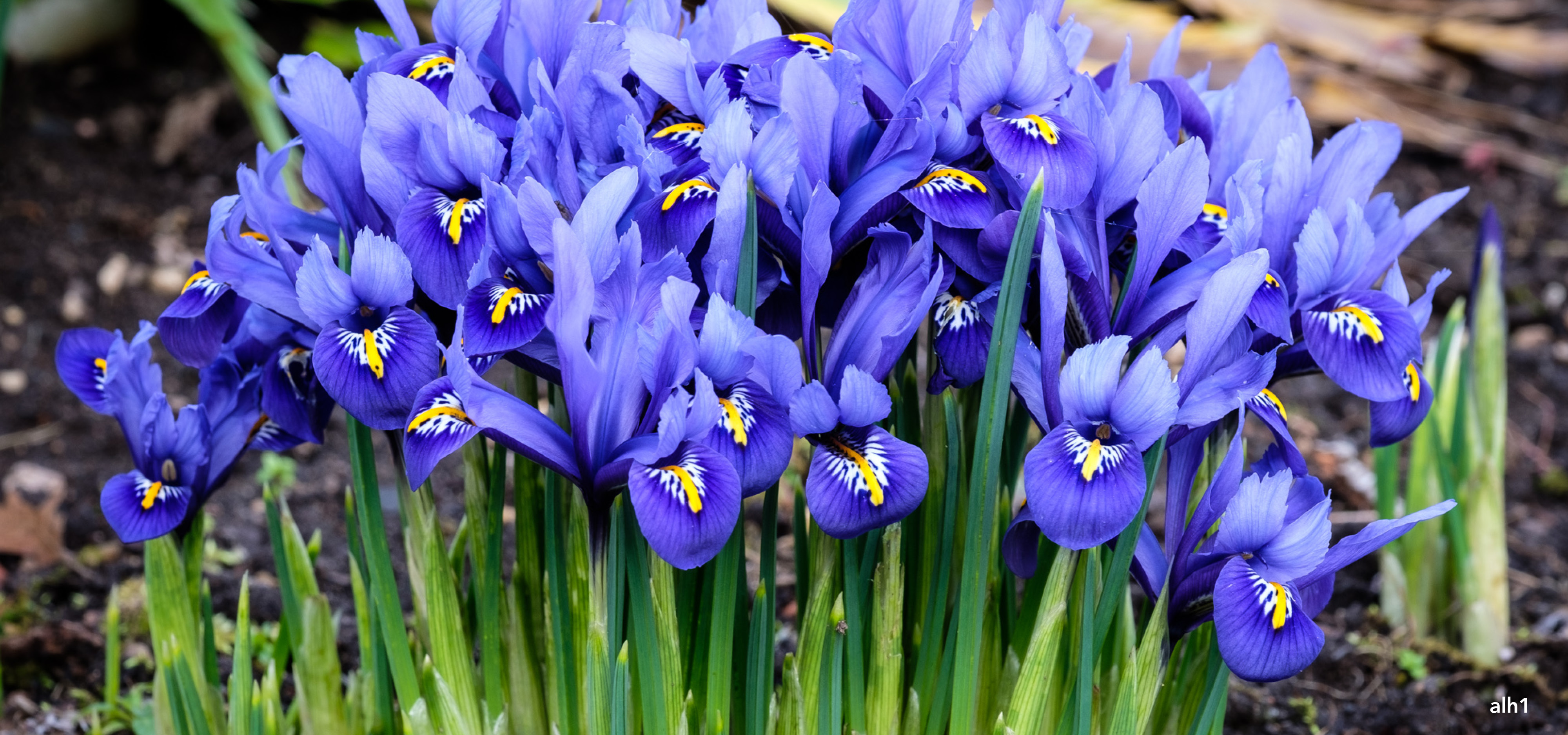 Dward irises