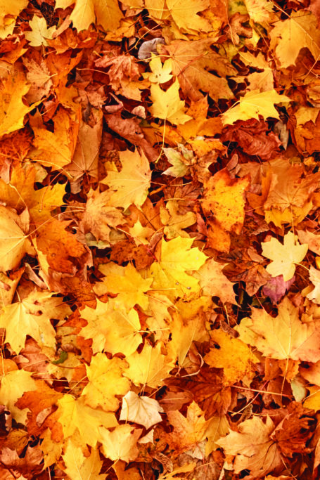 leaf-disposal-tips