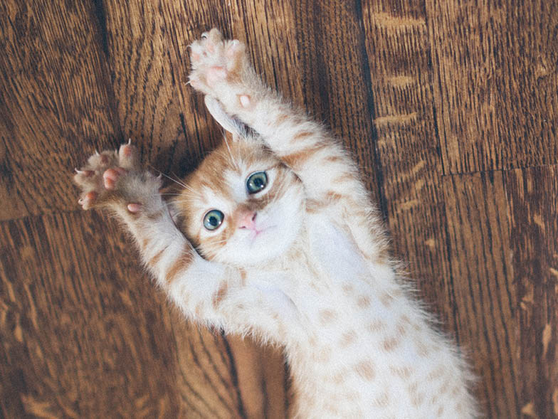 kitten paws up