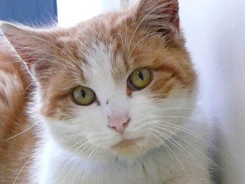 orange white calico cat