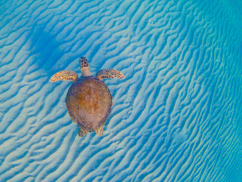 sea-turtle-conservancy