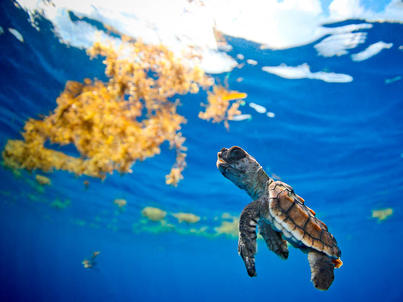sea-turtle-conservancy