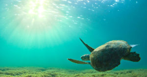 sea-turtles