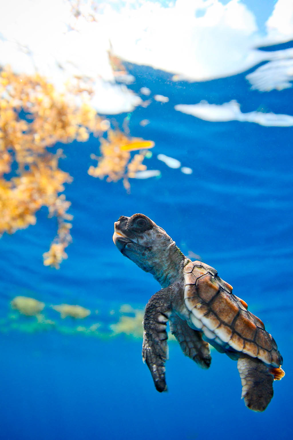 sea-turtles