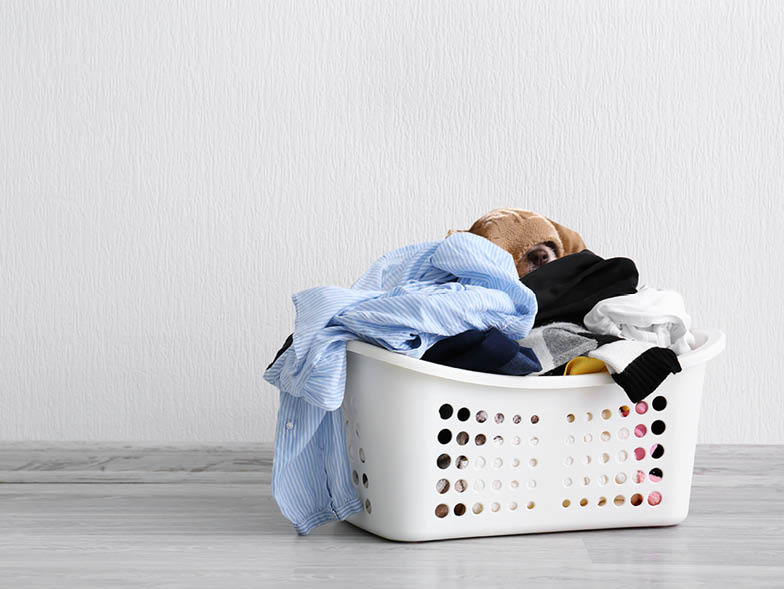 laundry basket with dog