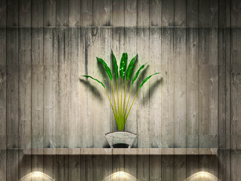 plant on wood wall