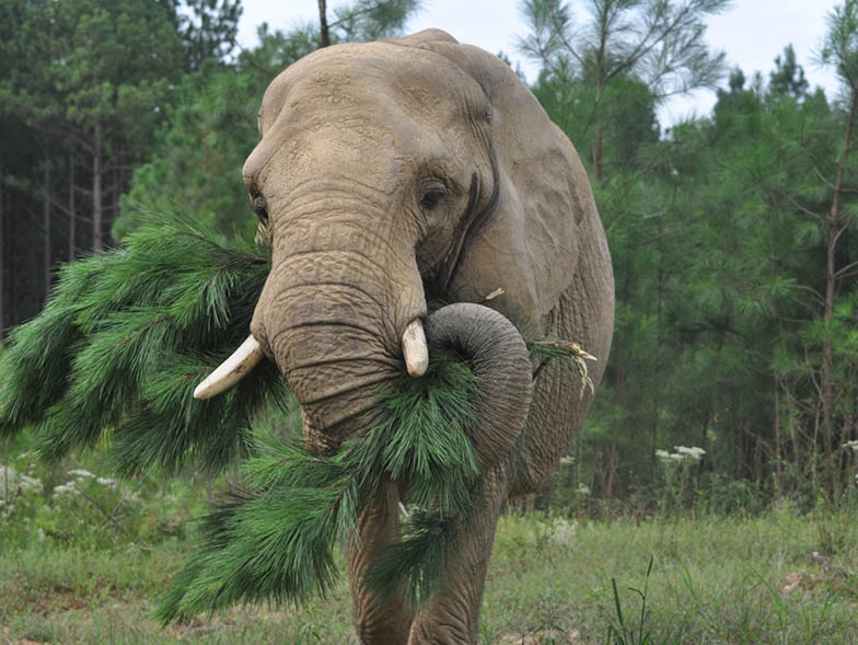 elephant eating leaves