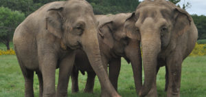 herd of elephants