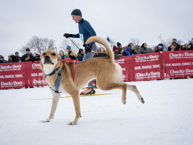 dog racing in the loppet
