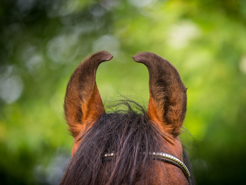 marwari horse ears