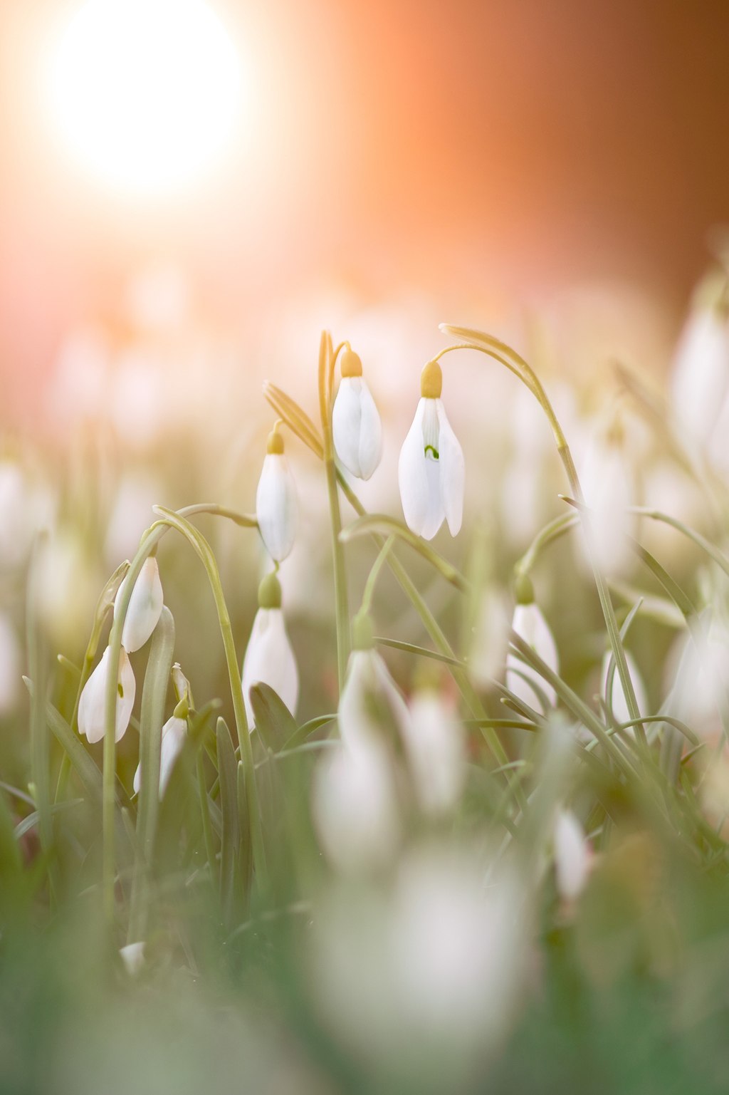 Snowdrop flowers in field