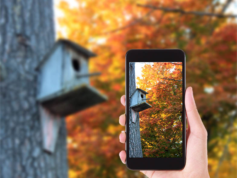 person holding phone with birdhouse fall photo