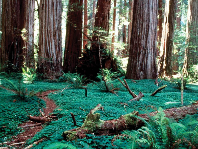 redwoods park forest floor