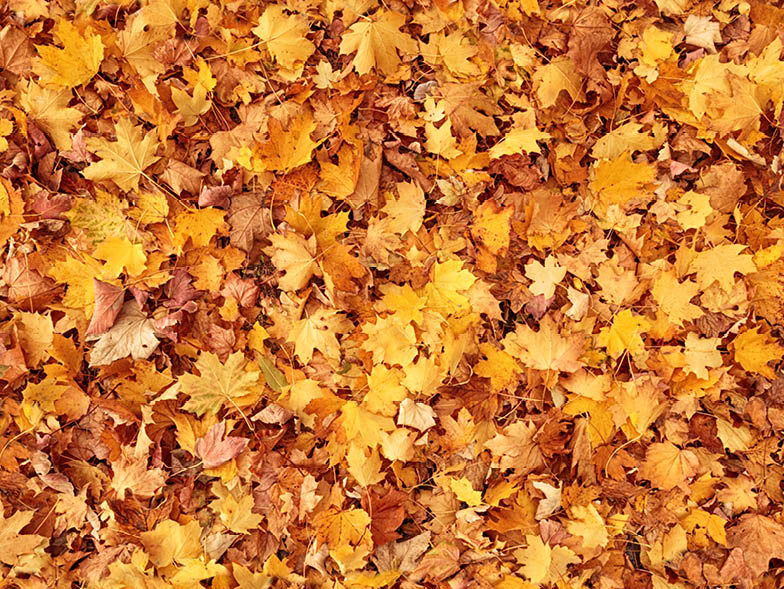Brown and yellow autumn leaves covering the ground