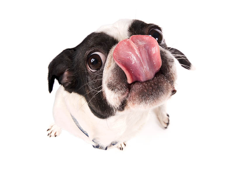 Boston terrier licking lips