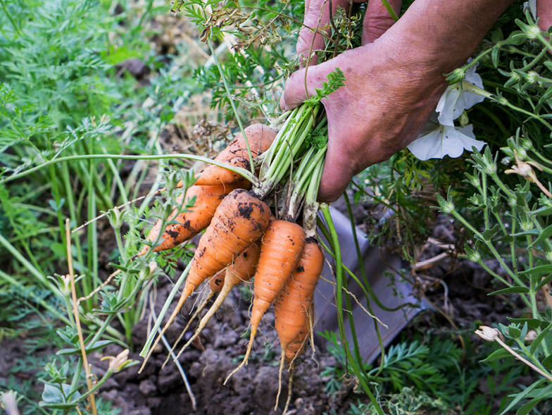 Person pulling carrots out of garden bed