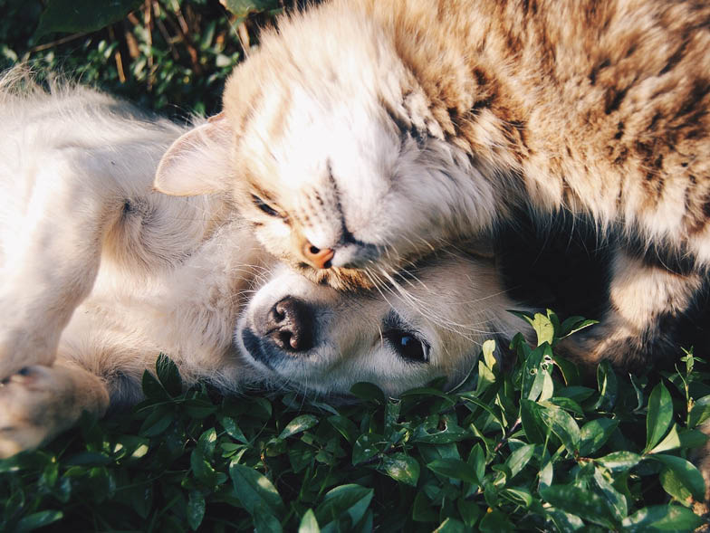 Cat and dog nuzzling in grass