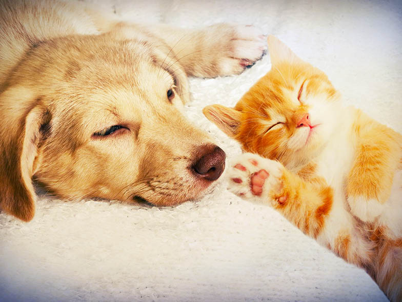 Cat and dog sleeping side by side