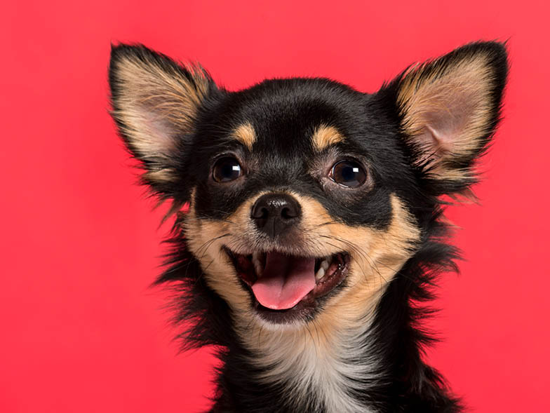 Chihuahua on red background