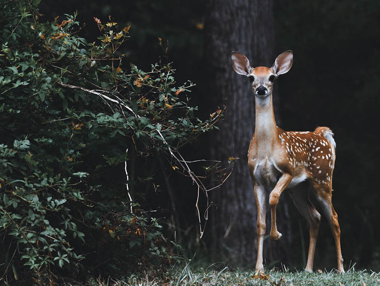 Baby deer next to bush