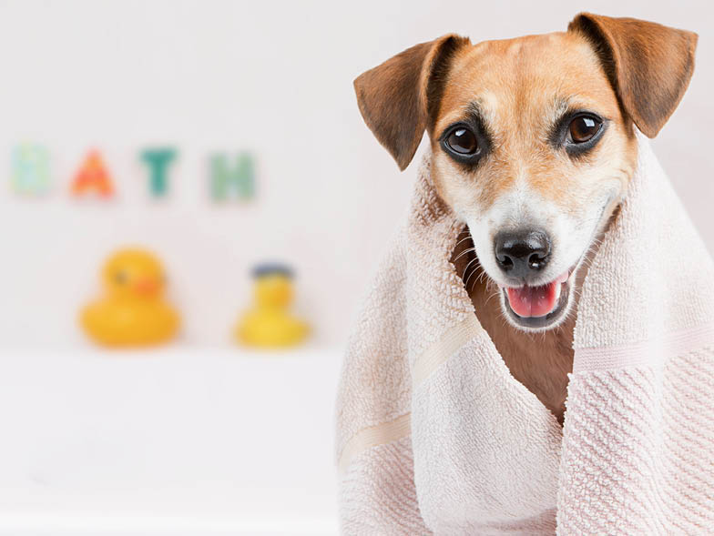 Dog wrapped in bath towel