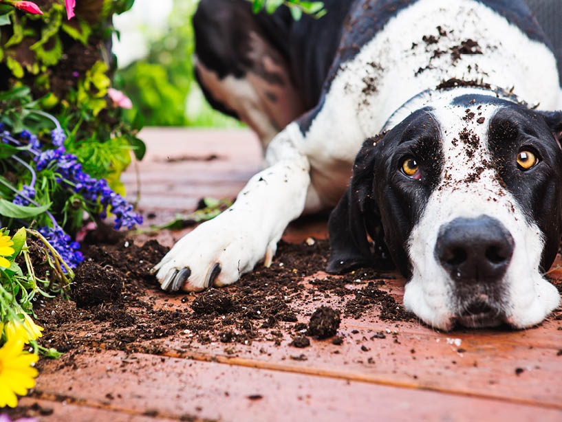Dog after digging up plants