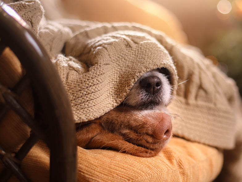 Two dogs snuggled under blanket