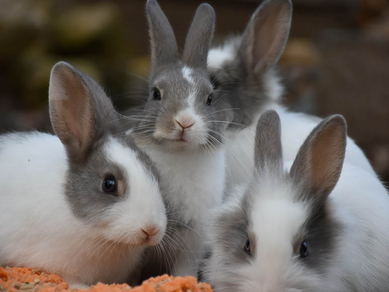 Family of gray and white rabbits