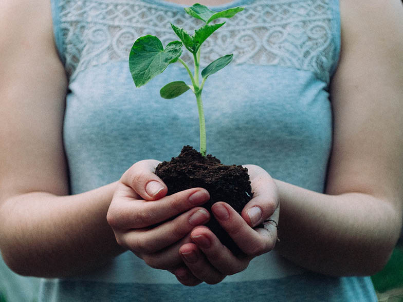 Woman's hands holding a sprout in soil