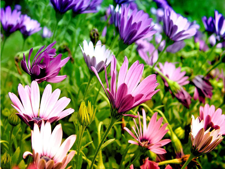 Pink and purple flowers in a garden