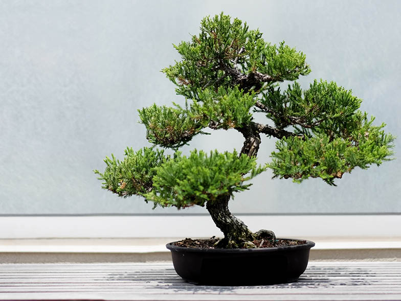 Potted bonsai tree