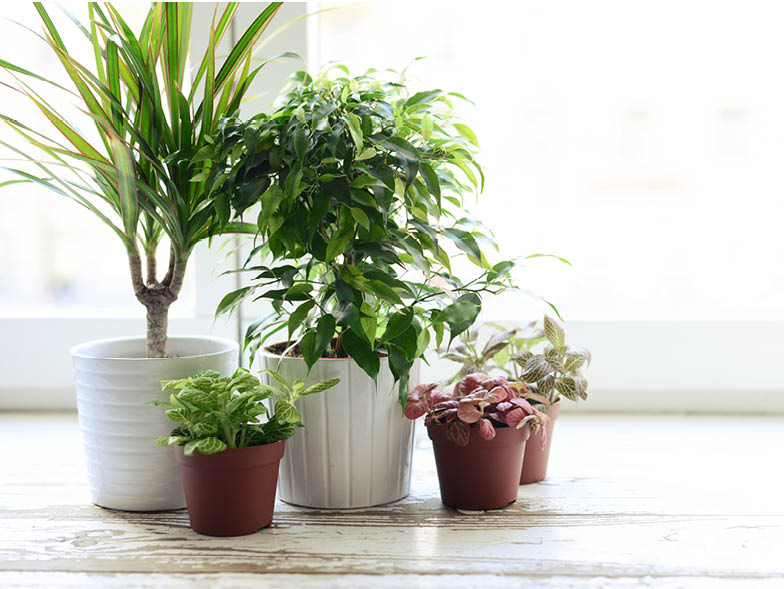 Assorted potted plants on windowsill