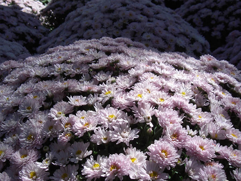 mums, flower bed of pink flowers