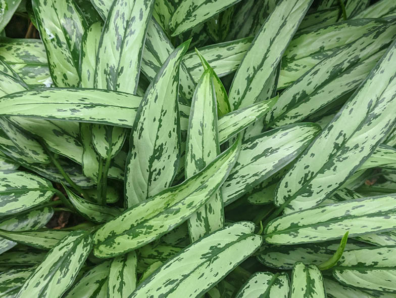 a pile of chinese evergreen, plant