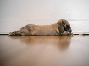 Rabbit stretched out on floor