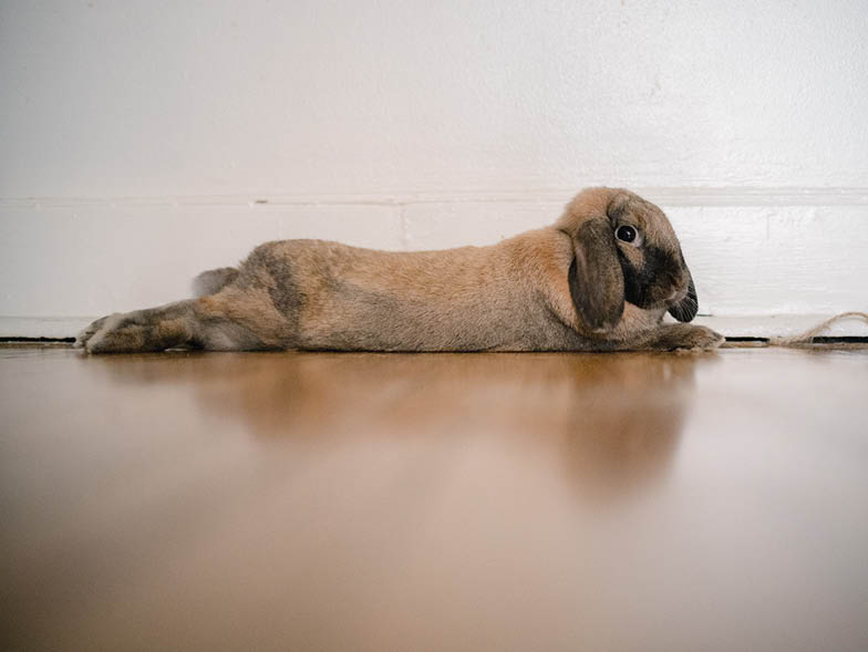 Rabbit stretched out on floor