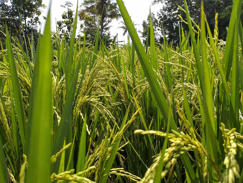 Field of rice crops