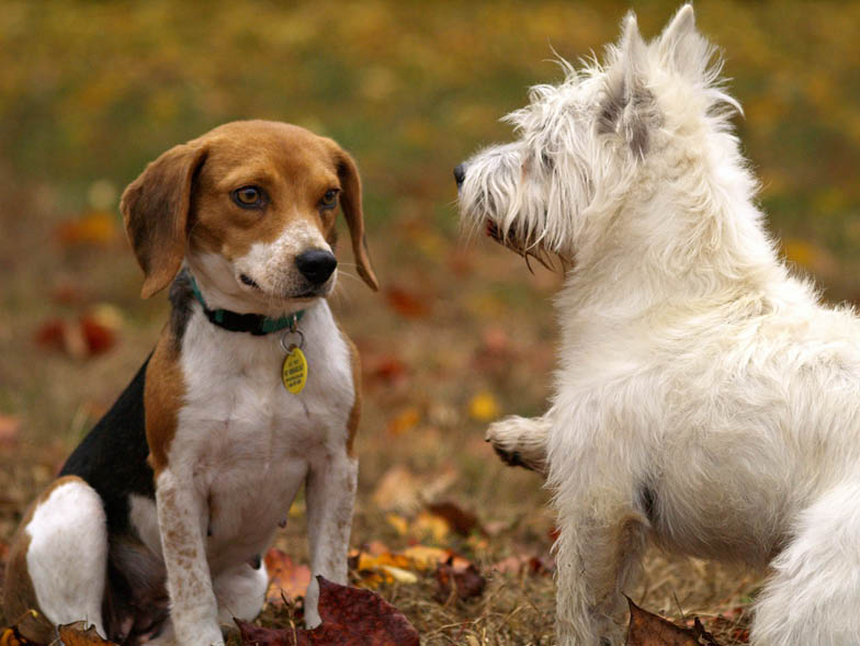 Beagle and West Highland Terrier together outside