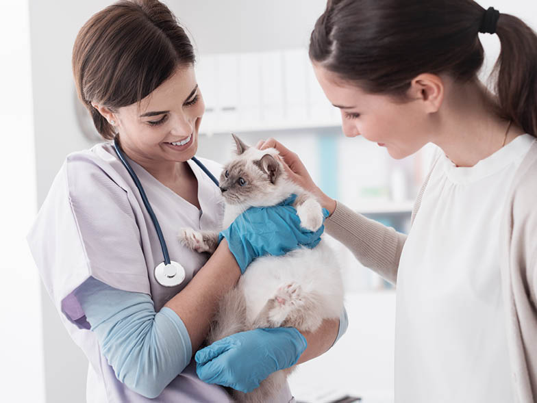 Veterinarian holding cat beside owner