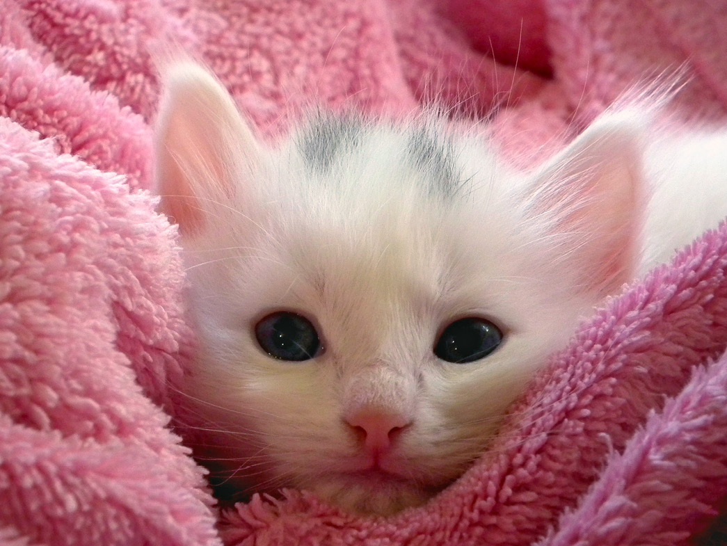 Kitten wrapped in pink blanket