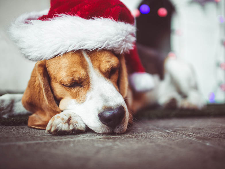 Beagle sleeping with Santa hat on