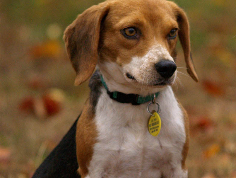 Beagle with collar and ID tags