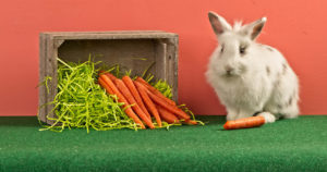 Bunny with carrots
